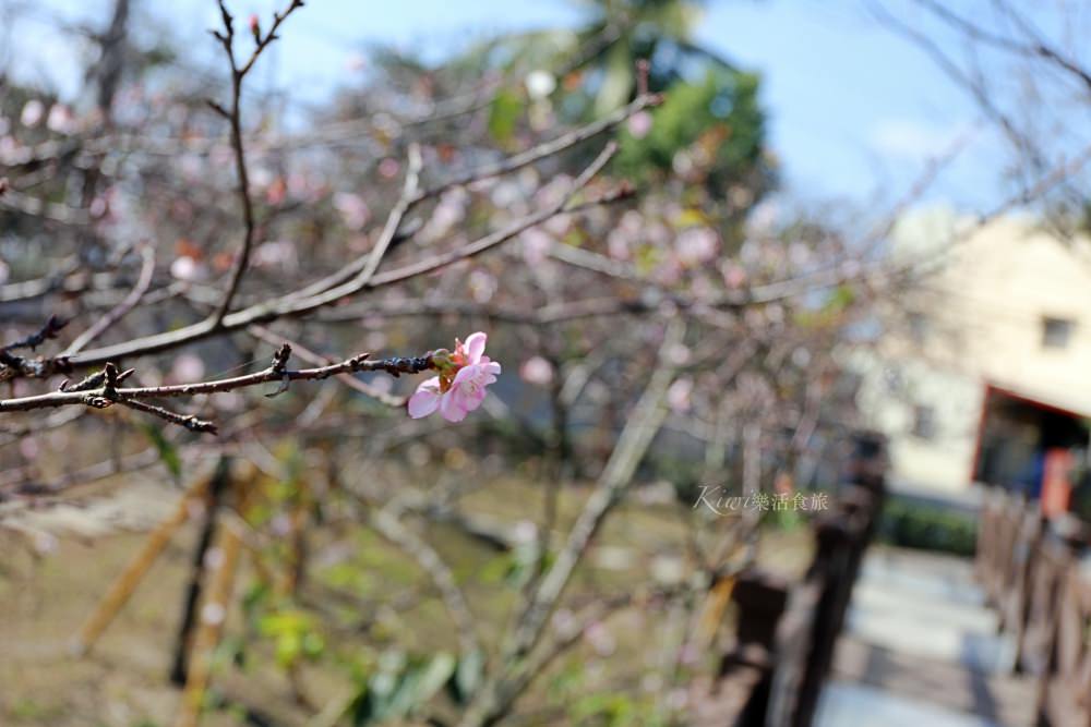 芬園櫻花季｜彰化櫻花綻放，春遊芬園花卉園區，還能賞夜櫻，親子一日遊