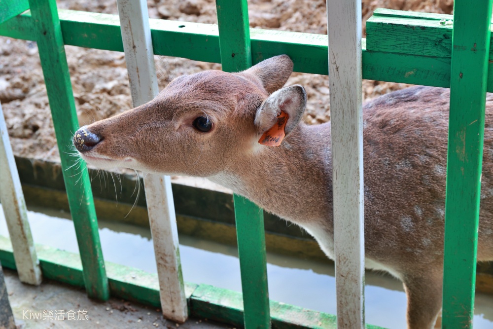 新北金山鹿羽松牧場｜金山景點推薦免到奈良就能餵食梅花鹿.羊駝.綿羊豬，親子戶外景點