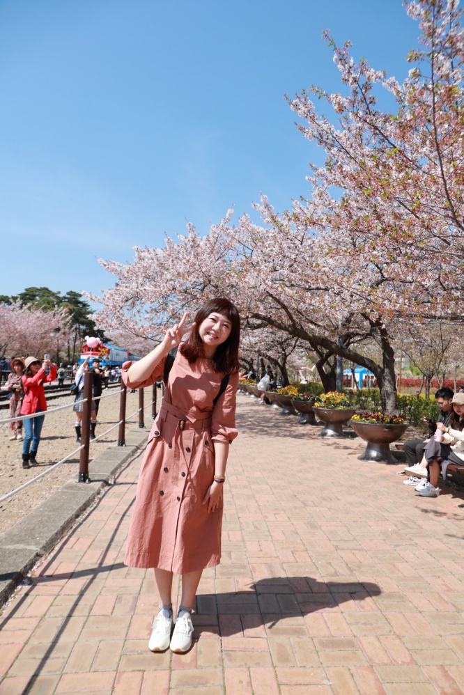 韓國釜山景點慶和車站櫻花季｜釜山鎮海一日遊程～滿滿櫻花林美翻天！