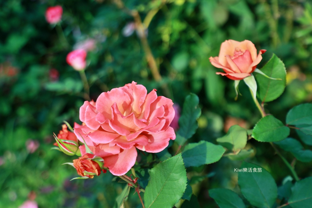苗栗雅聞香草植物工廠｜繽紛玫瑰花包圍如玫瑰仙境般免費參觀，三義限定景點