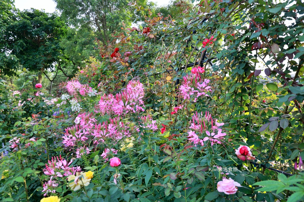 苗栗雅聞香草植物工廠｜繽紛玫瑰花包圍如玫瑰仙境般免費參觀，三義限定景點
