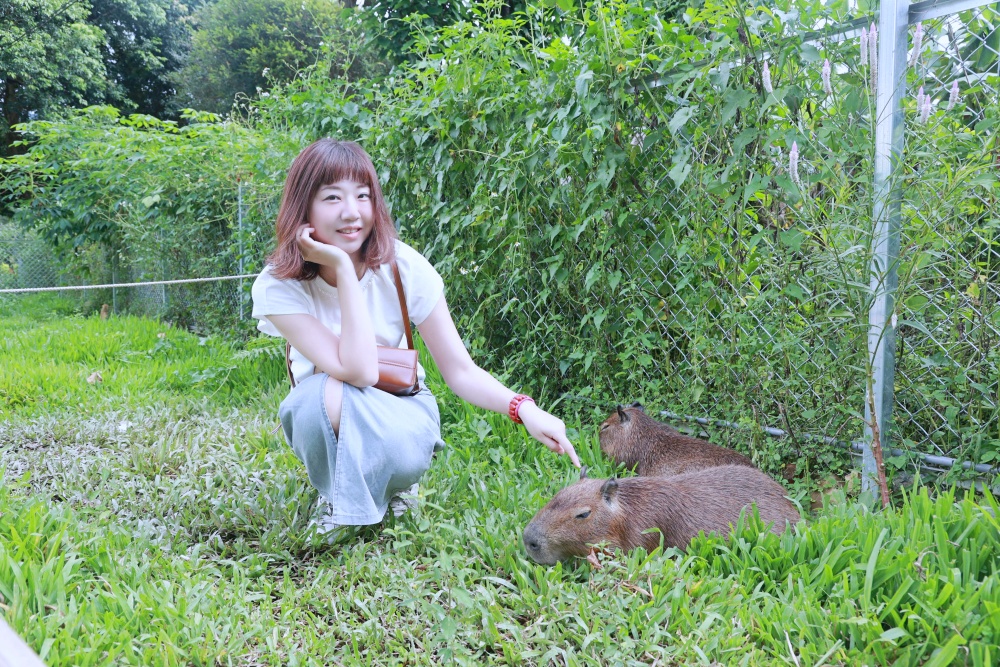 南投埔里享日啡啡.桃米坑美食寵物親子餐廳.四隻水豚君好療癒.近日月潭.埔里桃米坑美食.埔里桃米坑親子餐廳.kiwi樂活食旅部落客推薦南投美食餐廳