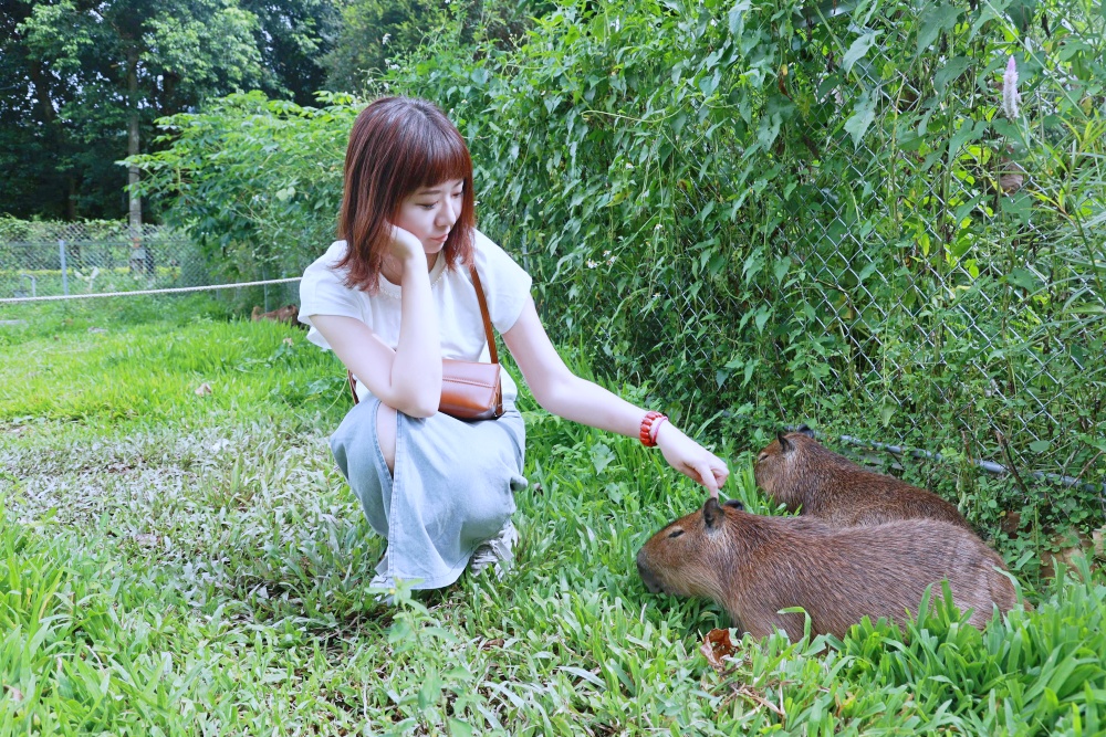 南投埔里享日啡啡.桃米坑美食寵物親子餐廳.四隻水豚君好療癒.近日月潭.埔里桃米坑美食.埔里桃米坑親子餐廳.kiwi樂活食旅部落客推薦南投美食餐廳