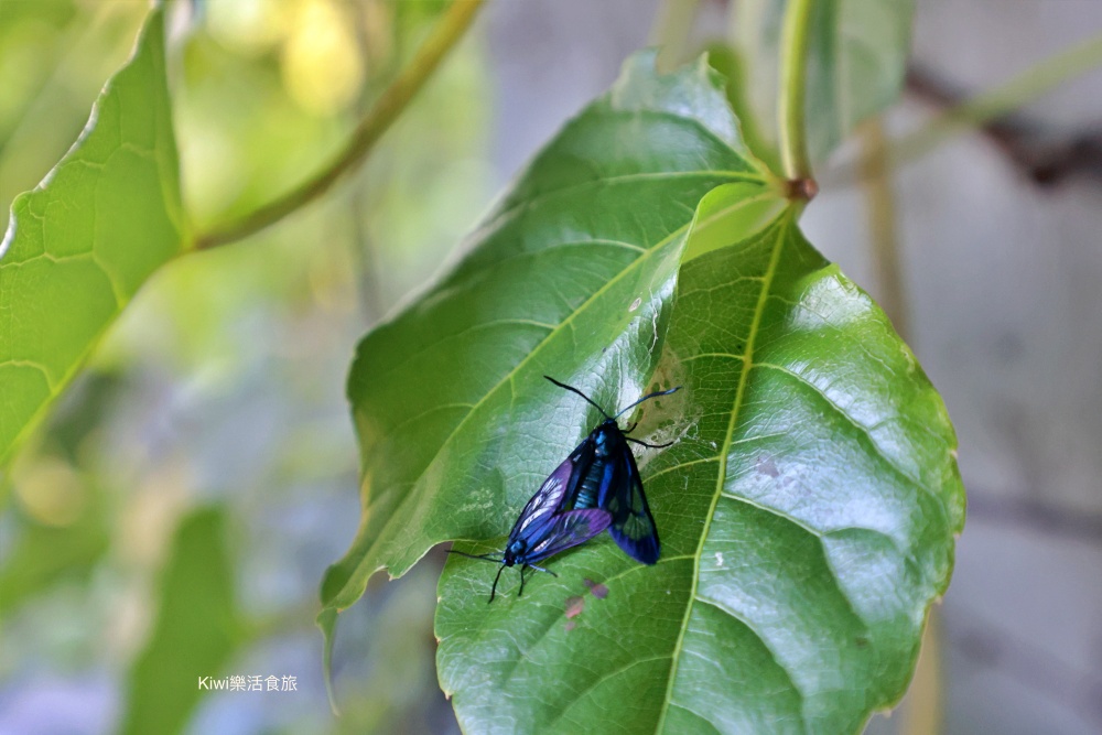 苗栗住宿推薦上山回家旅宿|苗栗大湖住宿、一泊二食當季自栽無毒蔬菜、採草莓、螢火蟲,馬那邦山周邊住宿 kiwi樂活食旅推薦苗栗住宿推薦上山回家旅宿.苗栗大湖住宿.一泊二食當季自栽無毒蔬菜.採草莓.雲海日出夕陽螢火蟲.馬那邦山周邊住宿