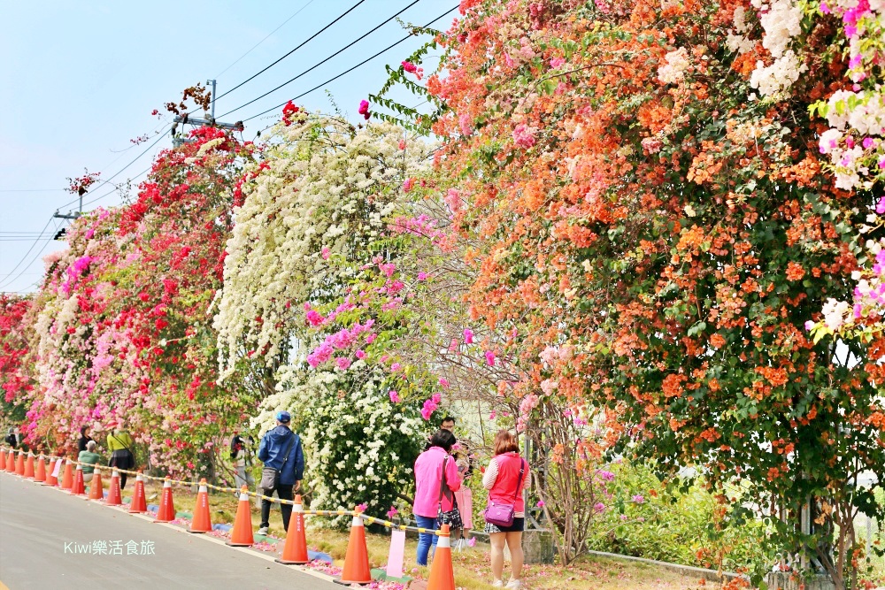 彰化景點田中九重葛花牆.田中景點梅州街草日金道，彰化限定景點.kiwi樂活食旅推薦彰化景點