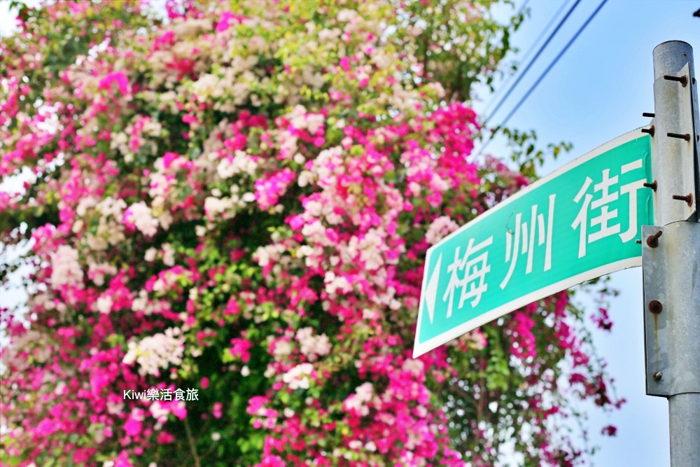 彰化景點田中九重葛花牆.田中景點梅州街草日金道，彰化限定景點.kiwi樂活食旅推薦彰化景點