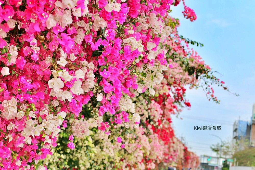 彰化景點田中九重葛花牆.田中景點梅州街草日金道，彰化限定景點.kiwi樂活食旅推薦彰化景點