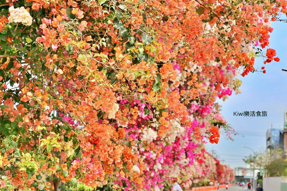 彰化景點田中九重葛花牆.田中景點梅州街草日金道，彰化限定景點.kiwi樂活食旅推薦彰化景點