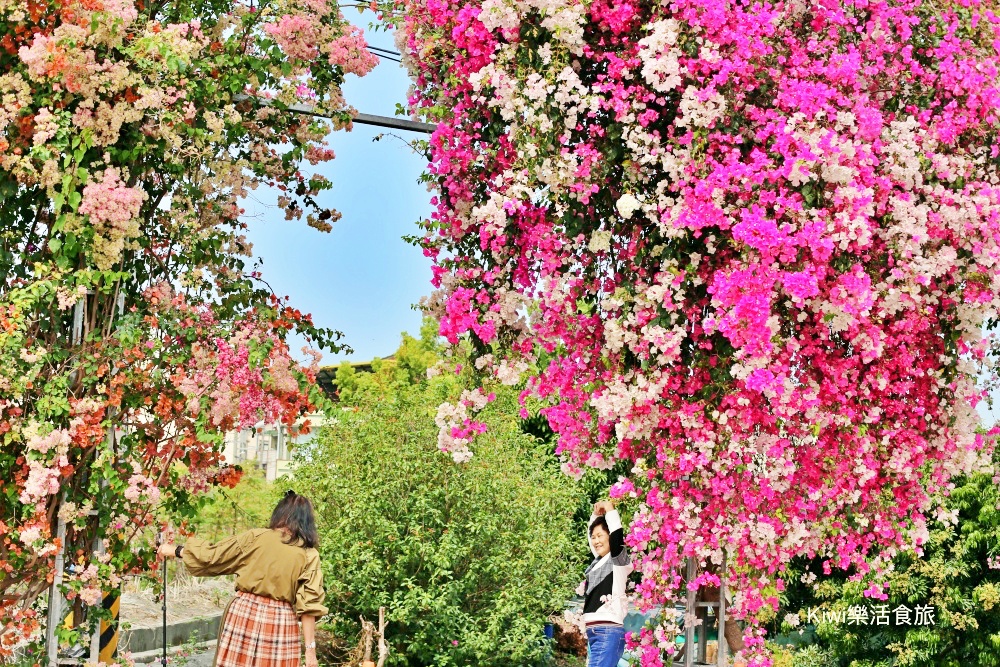 彰化景點田中九重葛花牆.田中景點梅州街草日金道，彰化限定景點.kiwi樂活食旅推薦彰化景點