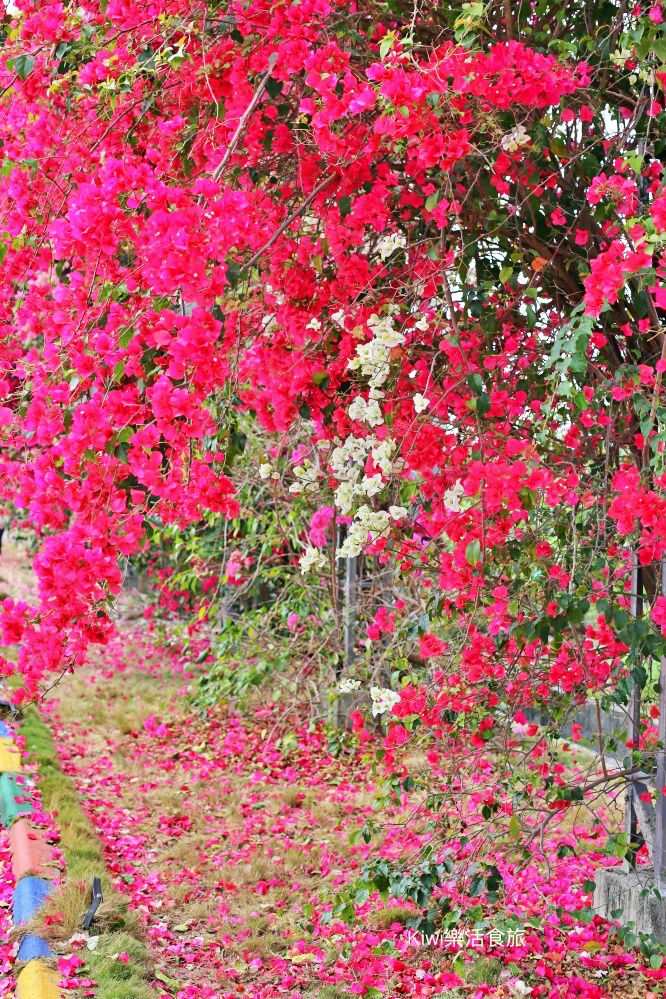 彰化景點田中九重葛花牆.田中景點梅州街草日金道，彰化限定景點.kiwi樂活食旅推薦彰化景點