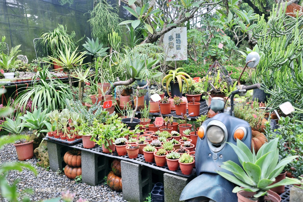 2025玩田尾｜彰化田尾景點推薦這樣跟著走就對了！田尾美食旅遊，跟著星星點點去旅行