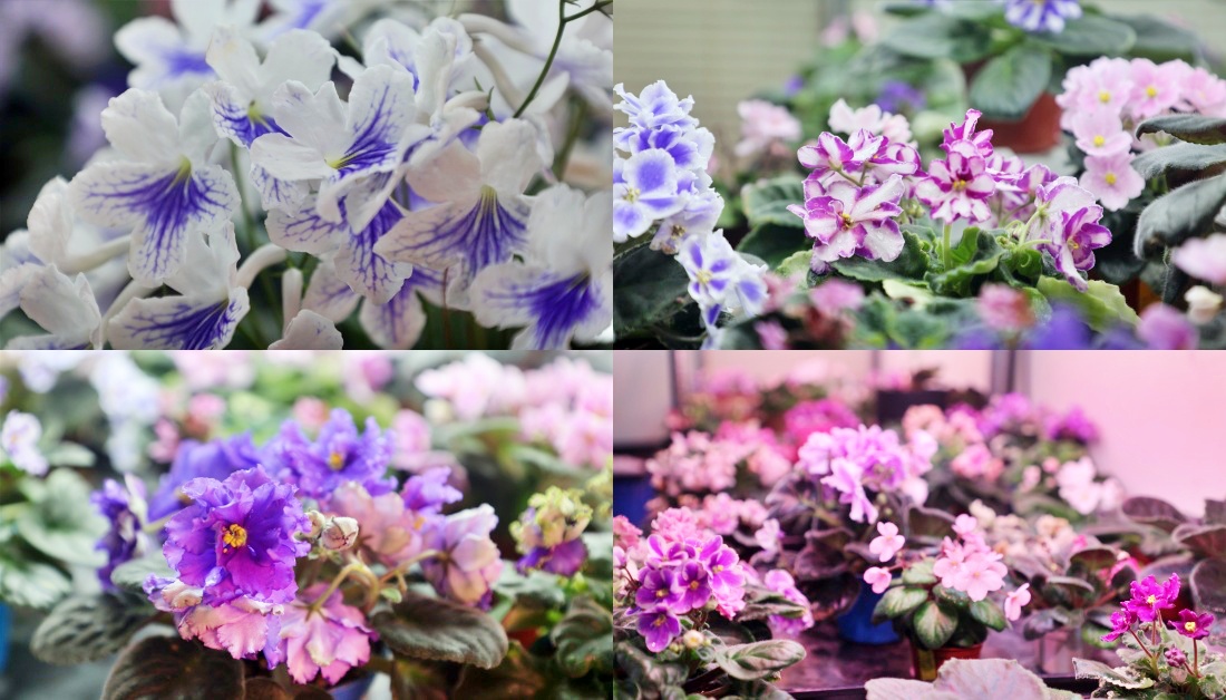 2025玩田尾｜彰化田尾景點推薦這樣跟著走就對了！田尾美食旅遊，跟著星星點點去旅行