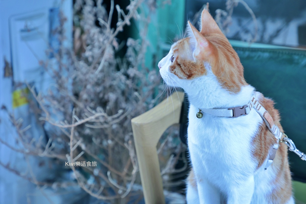 kiwi樂活食旅推薦台中北區波卡多納 BOKA DÖNER.台中必吃土耳其旋轉烤肉餐廳藏巷弄手工披薩.佛卡夏推薦CP值高餐點.寵物友善