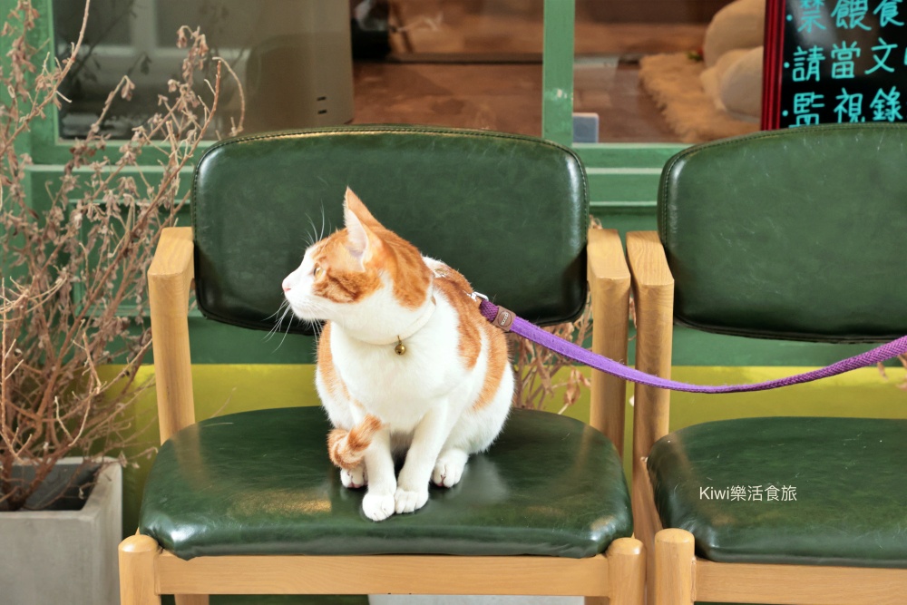 kiwi樂活食旅推薦台中北區波卡多納 BOKA DÖNER.台中必吃土耳其旋轉烤肉餐廳藏巷弄手工披薩.佛卡夏推薦CP值高餐點.寵物友善