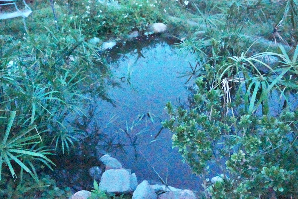 彰化秀水田野騎旅,妞妞果園火龍果.百香果超推、台灣稻米達人愷式好米御飯糰讚、秀水有機轉型園區與採摘.產地到餐桌幸福滋味~ 彰化秀水田野騎旅,妞妞果園火龍果.百香果超推、台灣稻米達人愷式好米御飯糰讚、秀水有機轉型園區與採摘.產地到餐桌幸福滋味~