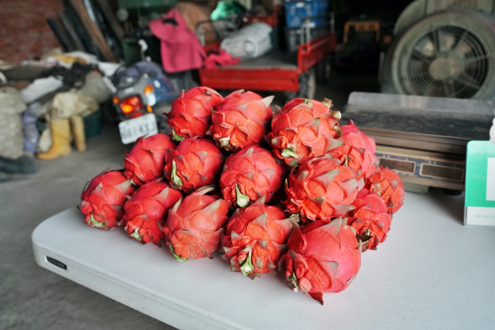 彰化秀水田野騎旅,妞妞果園火龍果.百香果超推、台灣稻米達人愷式好米御飯糰讚、秀水有機轉型園區與採摘.產地到餐桌幸福滋味~ 彰化秀水田野騎旅,妞妞果園火龍果.百香果超推、台灣稻米達人愷式好米御飯糰讚、秀水有機轉型園區與採摘.產地到餐桌幸福滋味~