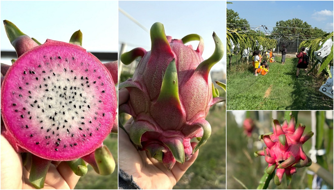 彰化秀水田野騎旅,妞妞果園火龍果.百香果超推、台灣稻米達人愷式好米御飯糰讚、秀水有機轉型園區與採摘.產地到餐桌幸福滋味~ 彰化秀水田野騎旅,妞妞果園火龍果.百香果超推、台灣稻米達人愷式好米御飯糰讚、秀水有機轉型園區與採摘.產地到餐桌幸福滋味~