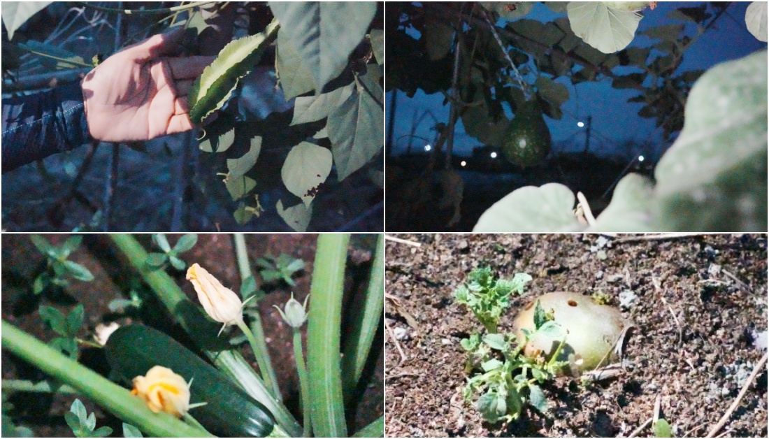 彰化秀水田野騎旅,妞妞果園火龍果.百香果超推、台灣稻米達人愷式好米御飯糰讚、秀水有機轉型園區與採摘.產地到餐桌幸福滋味~ 彰化秀水田野騎旅,妞妞果園火龍果.百香果超推、台灣稻米達人愷式好米御飯糰讚、秀水有機轉型園區與採摘.產地到餐桌幸福滋味~