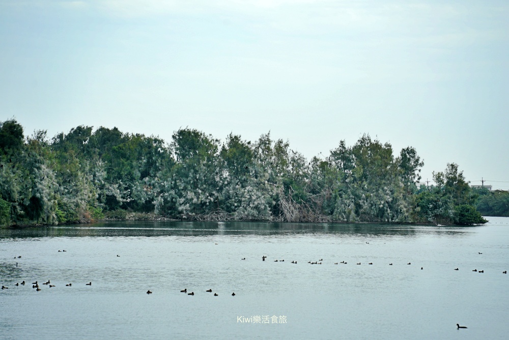 kiwi樂活食旅部落客推薦雲林口湖走讀小日月潭椬梧滯洪池.口湖景點成龍濕地藝術季.雲林100碗杰樂蕃薯園挖地瓜.漫遊雲林一日.口湖景點.口湖美食.雲林美食.雲林景點