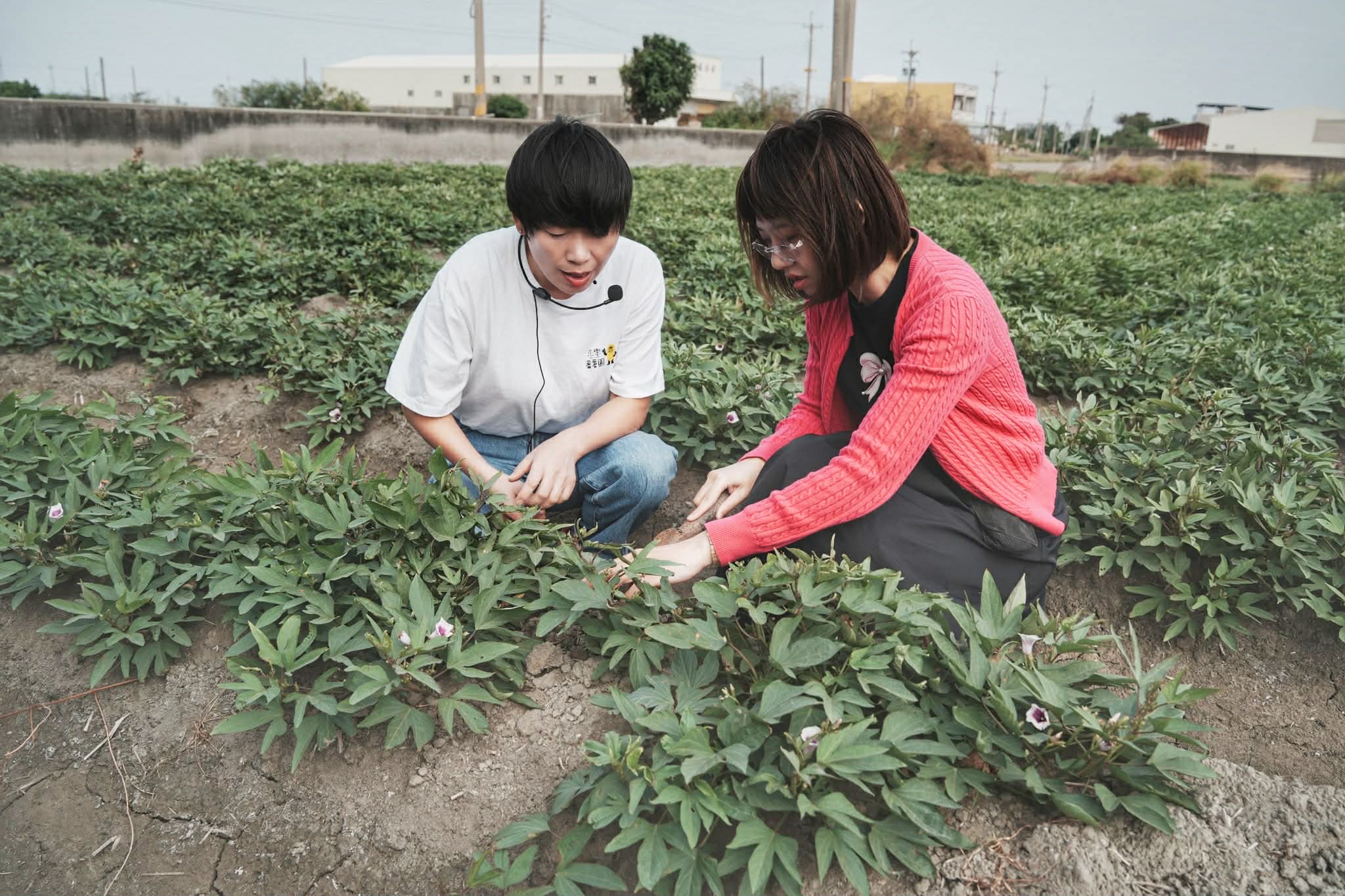 kiwi樂活食旅部落客推薦雲林口湖走讀小日月潭椬梧滯洪池.口湖景點成龍濕地藝術季.雲林100碗杰樂蕃薯園挖地瓜.漫遊雲林一日.口湖景點.口湖美食.雲林美食.雲林景點