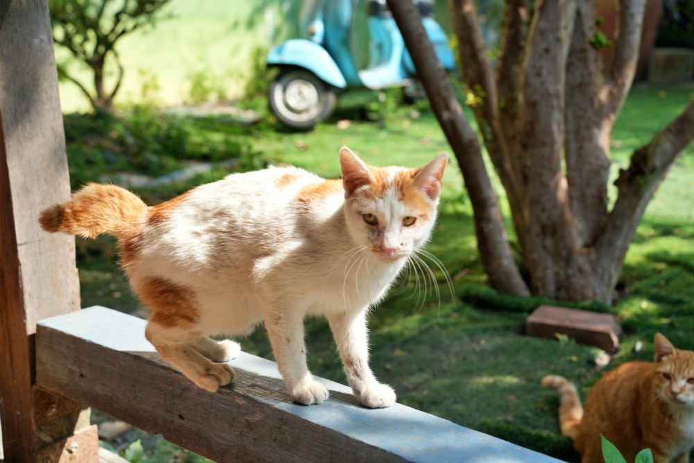 彰化親子景點田中窯創藝園區2026蜀葵花藝術季.陶藝.DIY體驗.古早味桶仔雞料理.窯烤麵包~田中美食景點一次網羅! 彰化親子景點田中窯創藝園區2026蜀葵花藝術季.陶藝.DIY體驗.古早味桶仔雞料理.窯烤麵包~田中美食景點一次網羅!