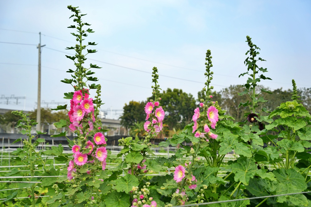 彰化親子景點田中窯創藝園區2026蜀葵花藝術季.陶藝.DIY體驗.古早味桶仔雞料理.窯烤麵包~田中美食景點一次網羅! 彰化親子景點田中窯創藝園區2026蜀葵花藝術季.陶藝.DIY體驗.古早味桶仔雞料理.窯烤麵包~田中美食景點一次網羅!