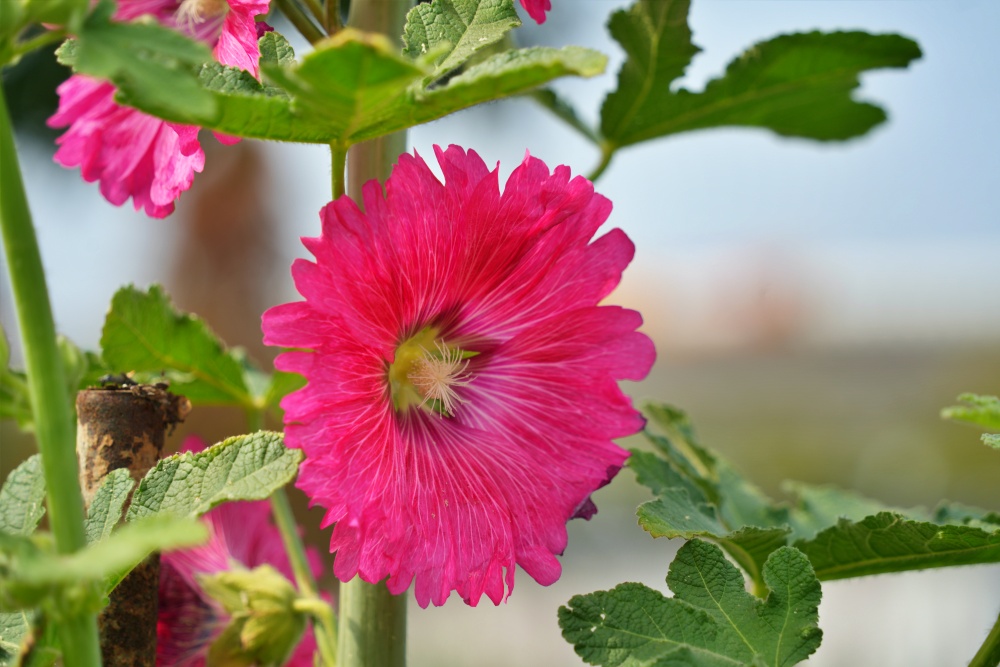 彰化親子景點田中窯創藝園區2026蜀葵花藝術季.陶藝.DIY體驗.古早味桶仔雞料理.窯烤麵包~田中美食景點一次網羅! 彰化親子景點田中窯創藝園區2026蜀葵花藝術季.陶藝.DIY體驗.古早味桶仔雞料理.窯烤麵包~田中美食景點一次網羅!