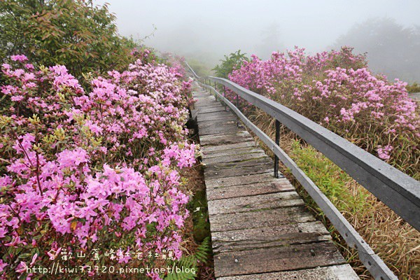 【南投旅遊】鳶峰紅毛杜鵑步道 @享受雲霧繚繞山林間的杜鵑花步道